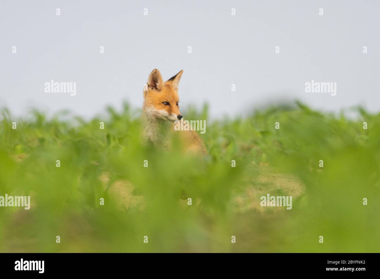 Volpe rossa giovane seduto sul campo. Foto Stock