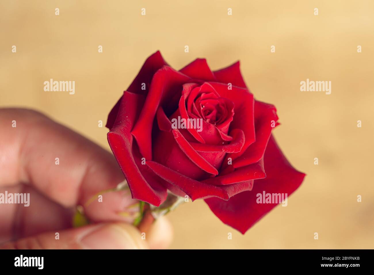 Fiore rosso di rosa primo piano ancora tenere da una mano isolato su uno sfondo di legno Foto Stock
