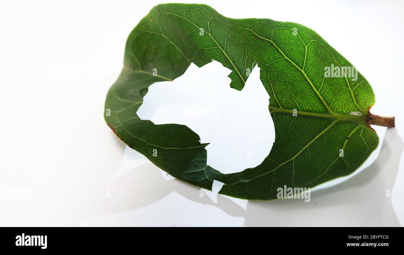 Mappa unica stencil forma dell'Australia tagliato da una brillante foglia vibrante sfondo bianco e silhouette di profilo australiano. Attenzione all'ambiente Foto Stock
