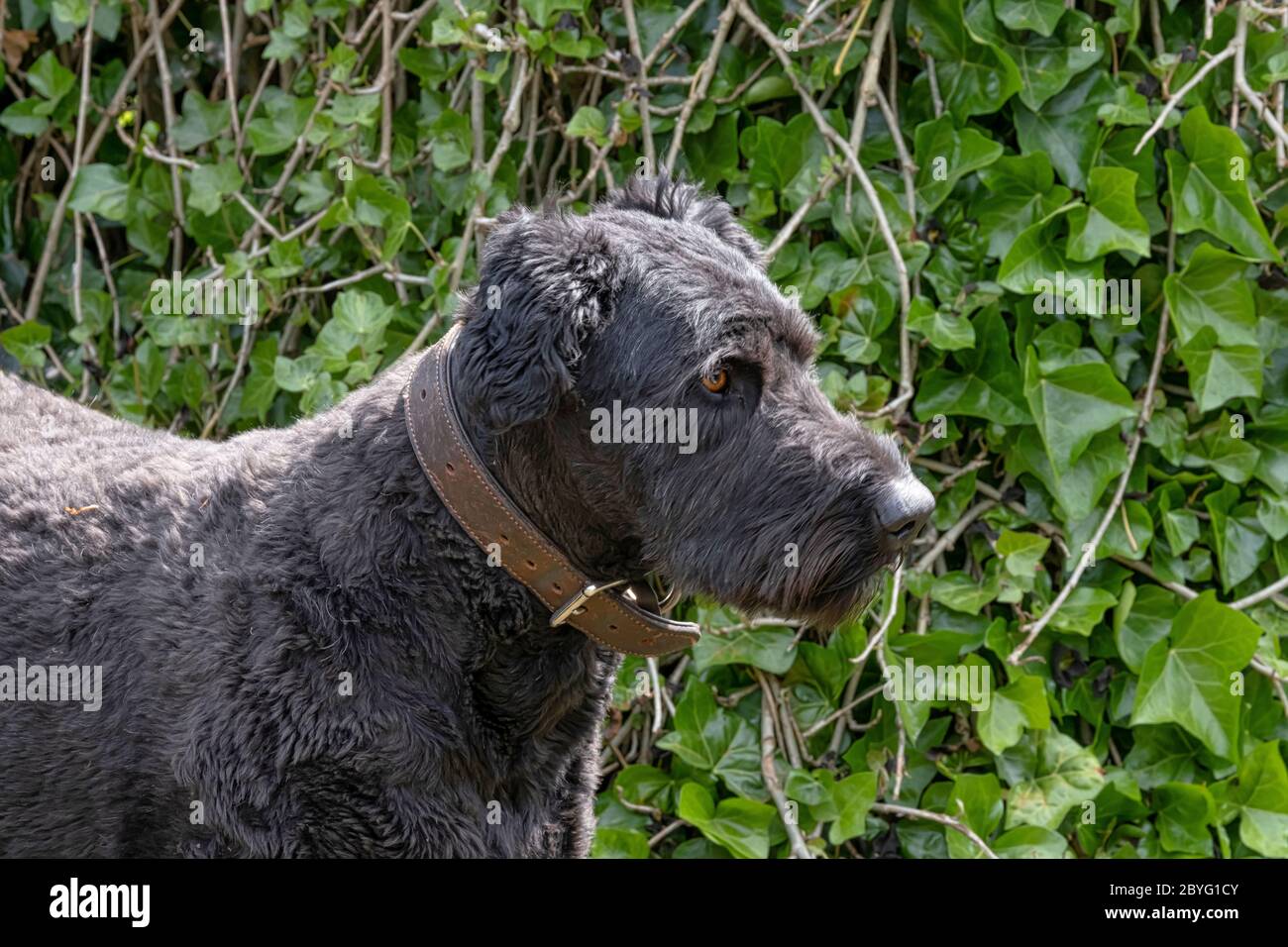 Ritratto di Bouvier Des Flandres, occhi arancioni, su sfondo verde naturale Foto Stock