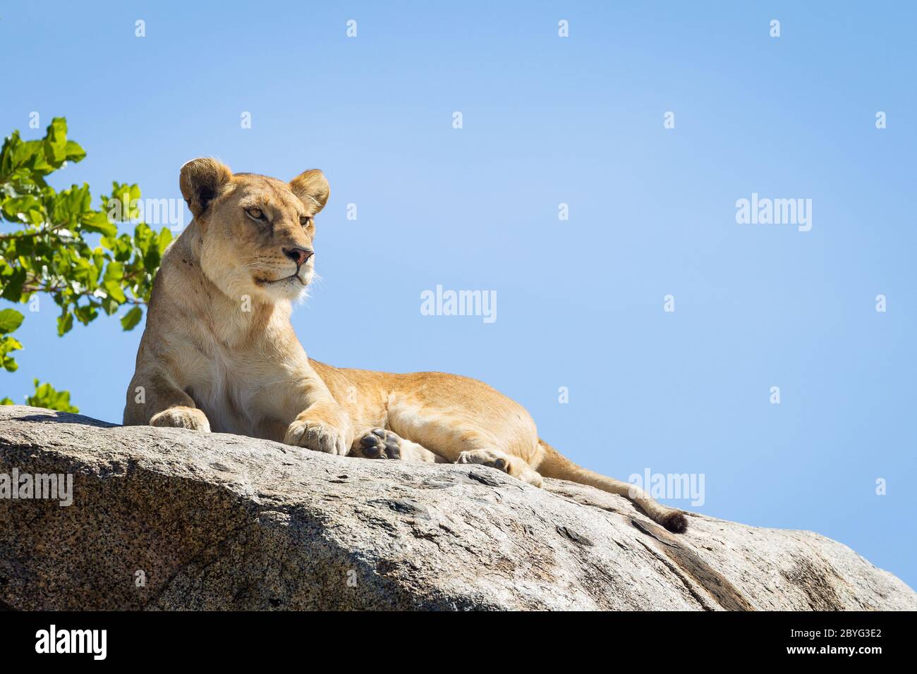 Un leone femminile adulto seduto su una grande roccia che riposa e guarda verso il basso con il cielo blu sullo sfondo nel Parco Nazionale di Serengeti Tanzania Foto Stock