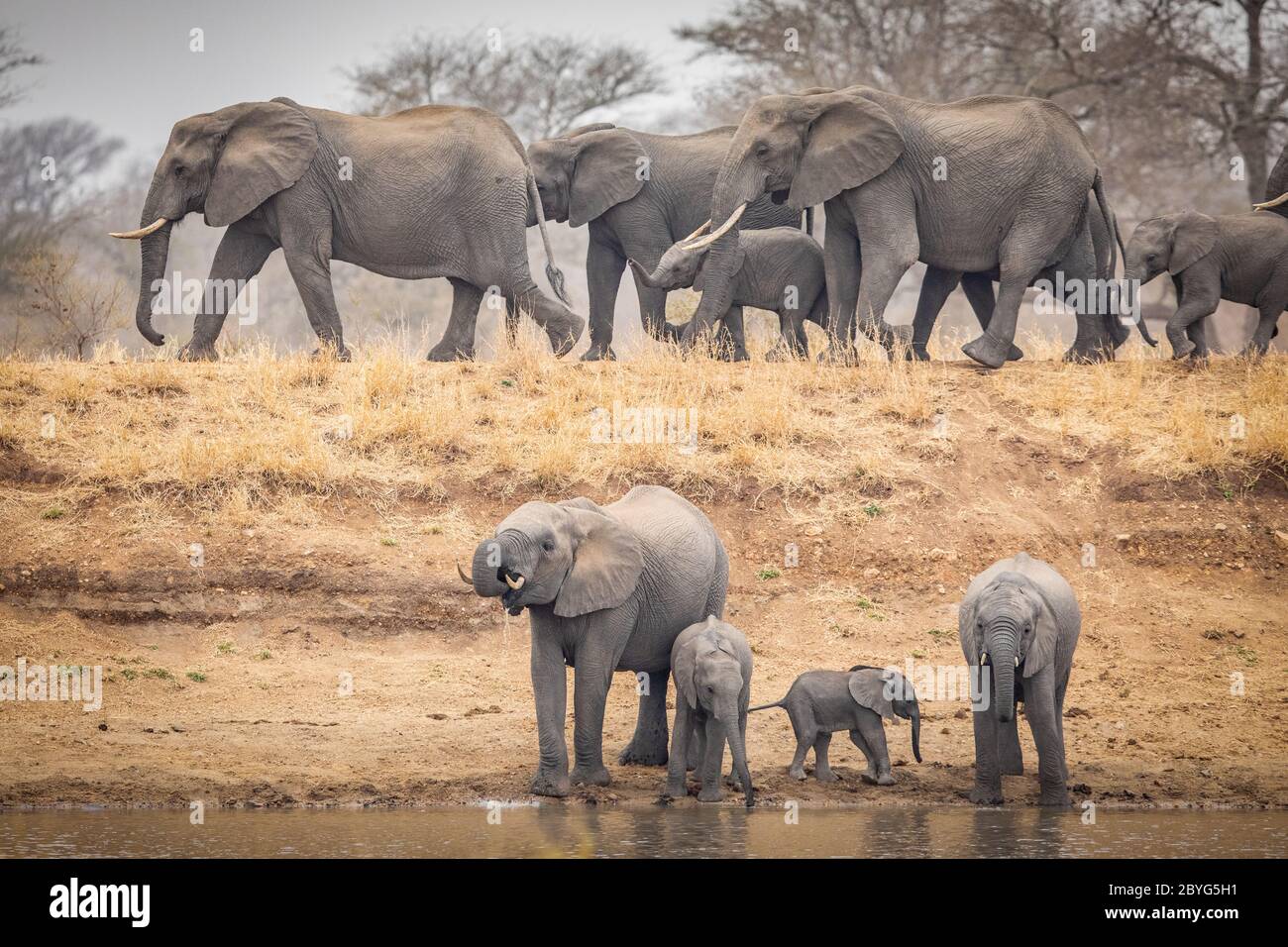 Elefante mandria a piedi sulla diga con alcuni già bere acqua sotto donne, giovani e bambini elefanti in Kruger Park Sud Africa in inverno Foto Stock