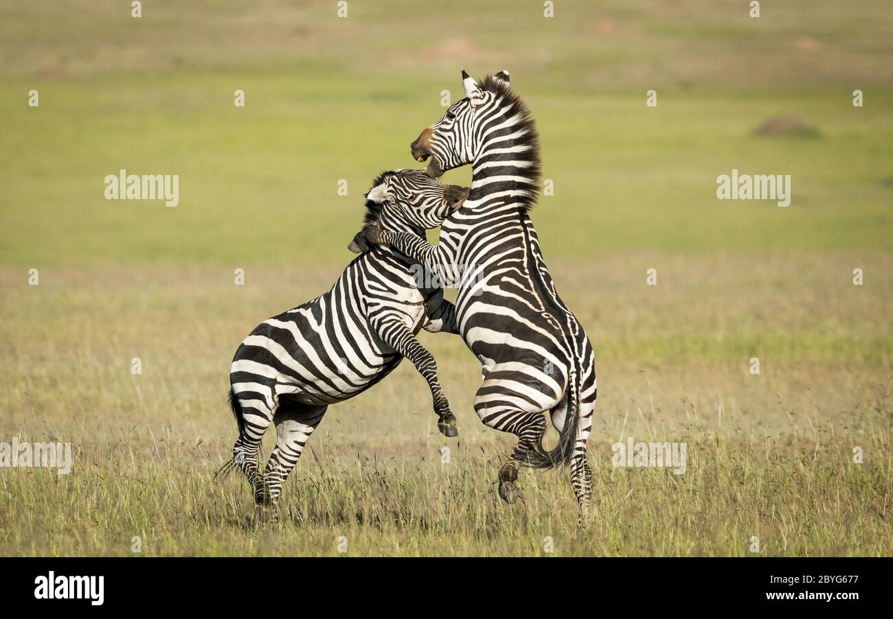 Zebre che combattono con le gambe anteriori su e una mordente con erba verde come sfondo in una giornata di sole in Masai Mara Kenya Foto Stock