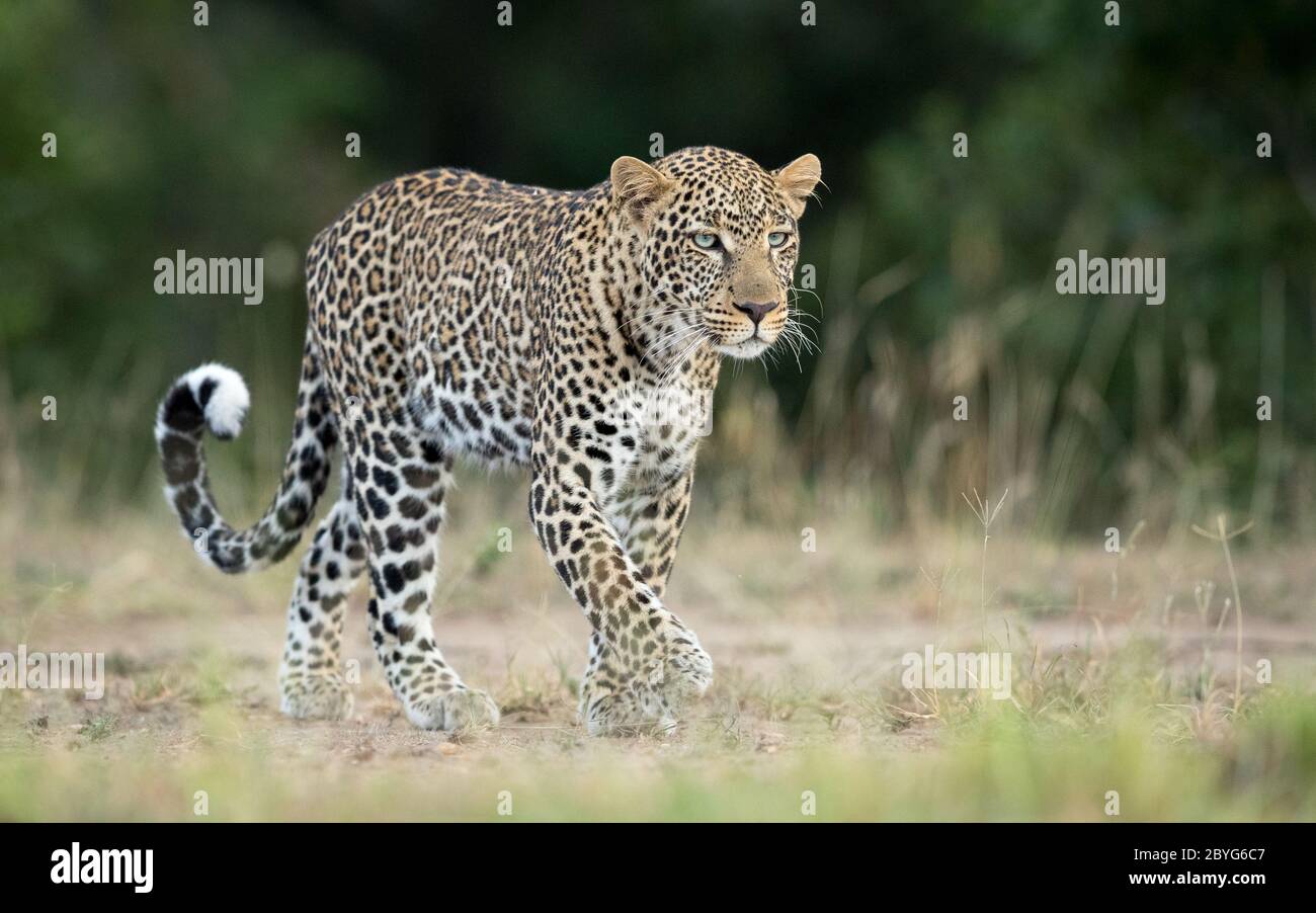 Paesaggio pieno corpo di leopardo maschile a piedi con coda arricciata e lunghi whisker in Masai Mara Kenya Foto Stock