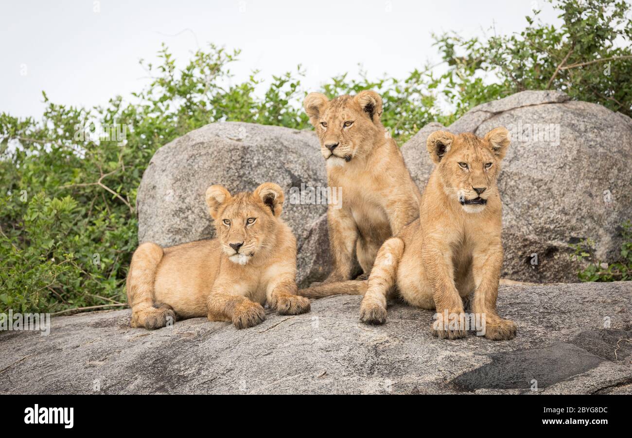 Tre fratelli di leone cucciolo seduti l'uno accanto all'altro riposando e guardando intorno a Serengeti Tanzania Foto Stock