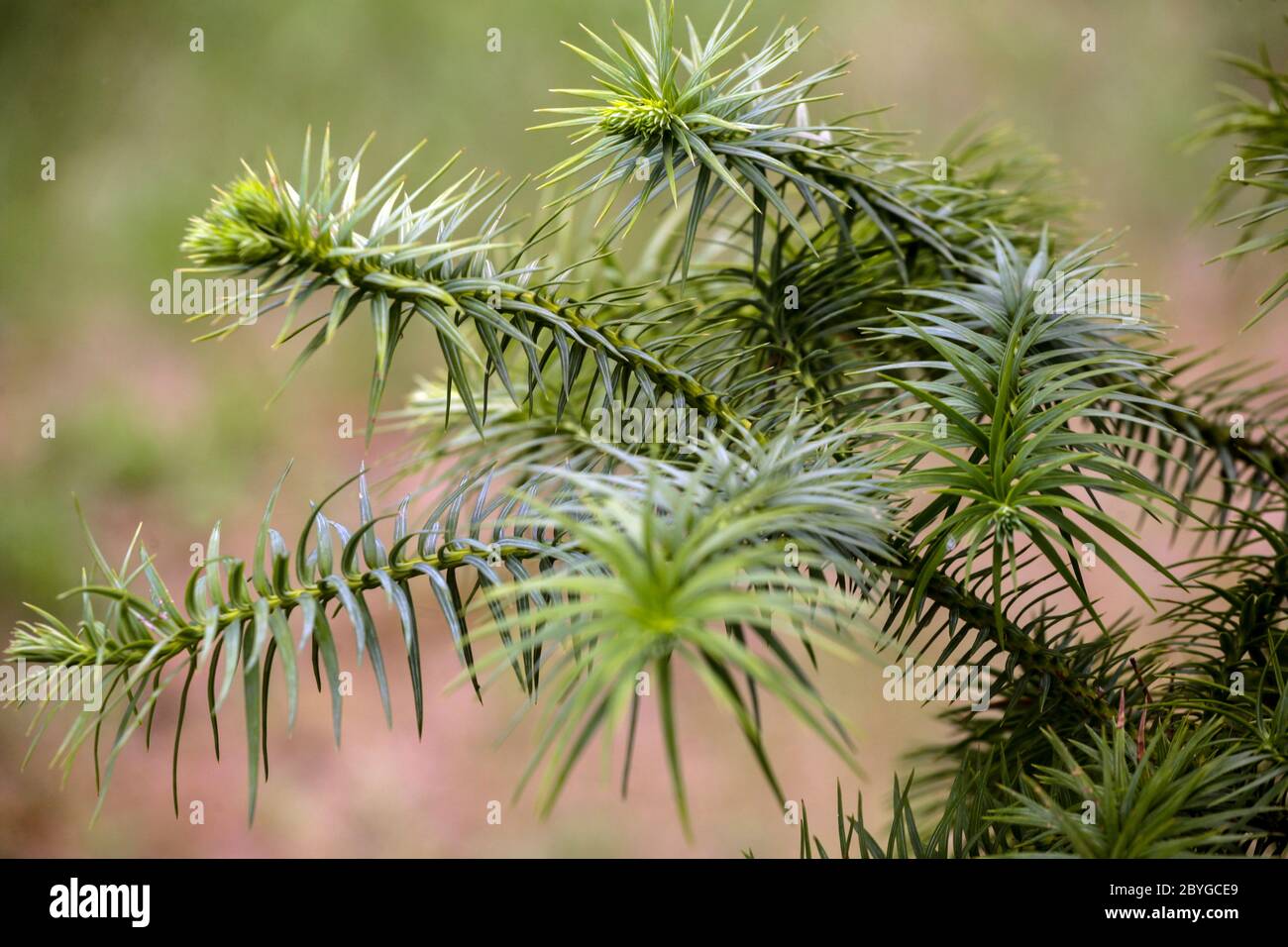 Cunnighamia lanceolata Abete Cinese Blu Foto Stock