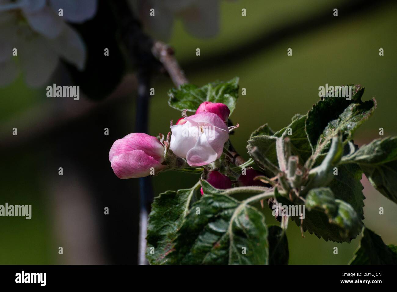 I fiori di frutta sono più tardi in Norvegia che, per esempio, in Inghilterra o nel continente. Questo è stato girato il 31 maggio 2020 a Ålesund, Norvegia. Foto Stock