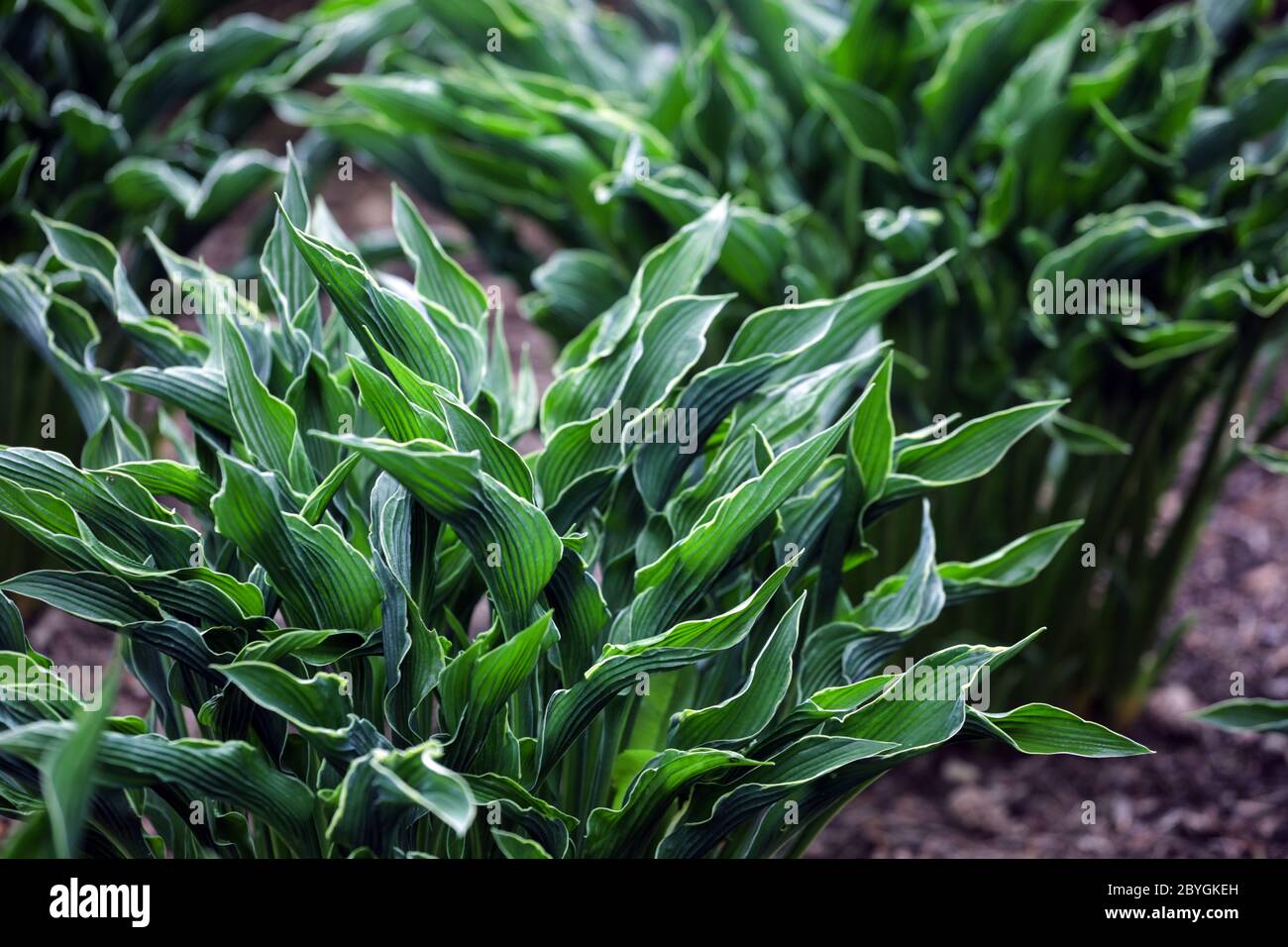 Hosta prega mani Hostas foglie strette Foto Stock