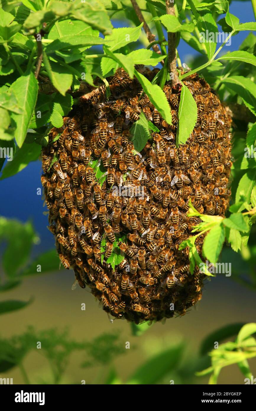 Api che brulicano sul ramo di albero Foto Stock