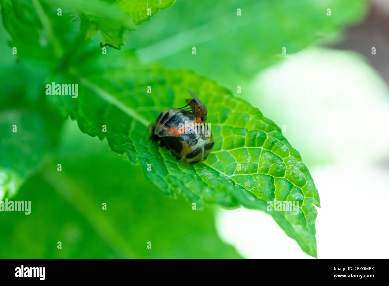 Pupation di un ladybug su una foglia di menta in primavera con una zanzara su di essa. Macro colpo di insetto vivente. Immagine della serie 7 di 9 Foto Stock