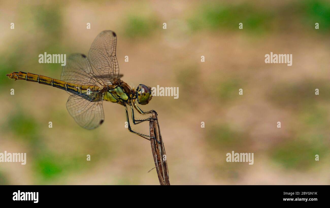 Dragonfly dettaglio primo piano foto. Bella seduta libellula su uno sfondo verdastro-marrone. Foto Stock