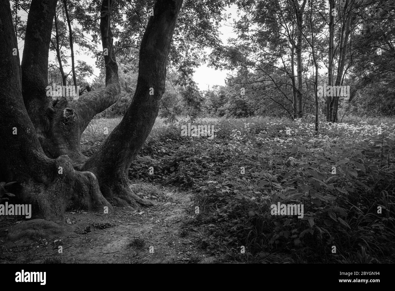Possente albero senza tronco con rami aggrovigliati e forti. Fotografato in bianco e nero ad alto contrasto. Foto Stock