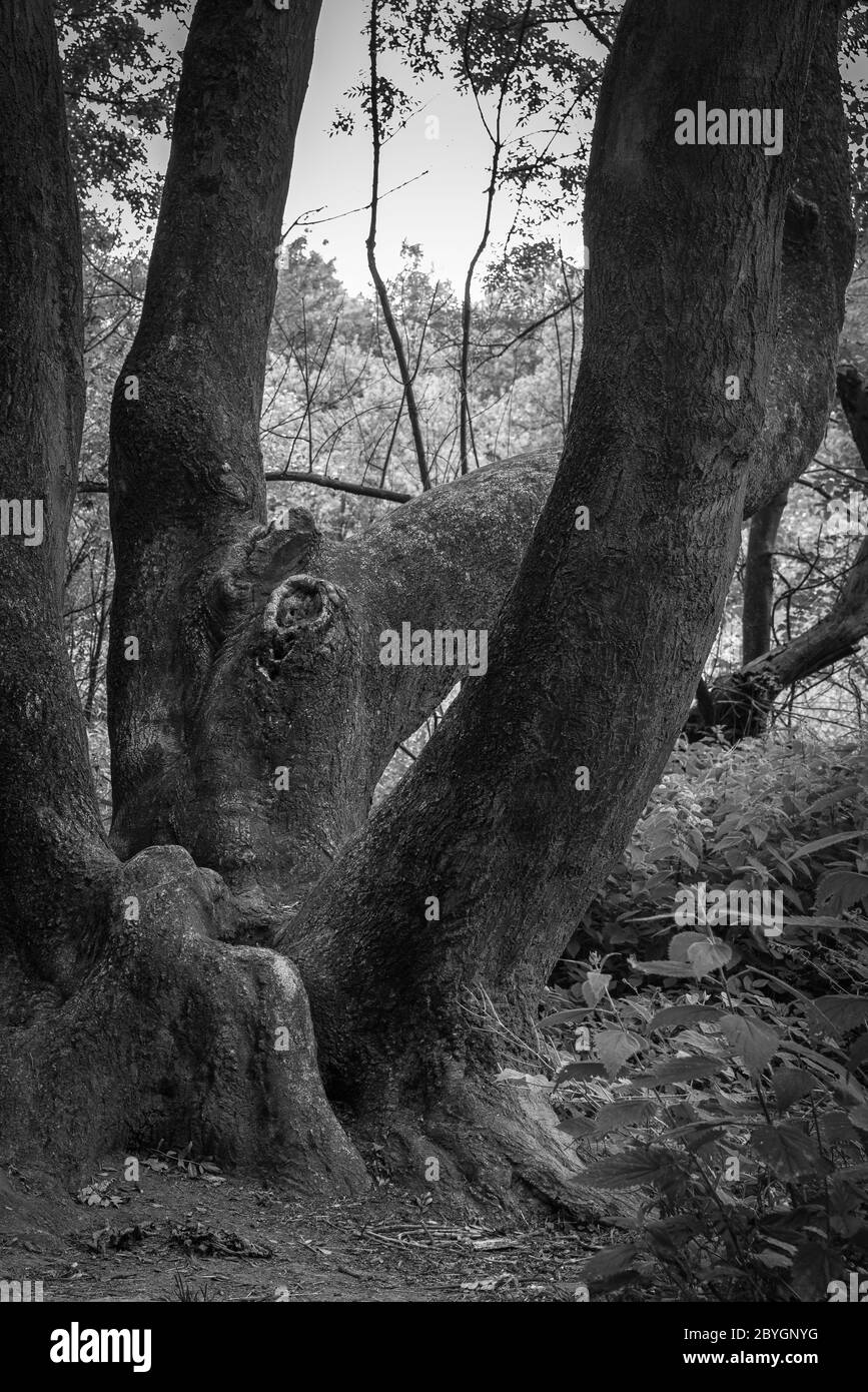 Possente albero senza tronco con rami aggrovigliati e forti. Primo piano in bianco e nero. Foto Stock