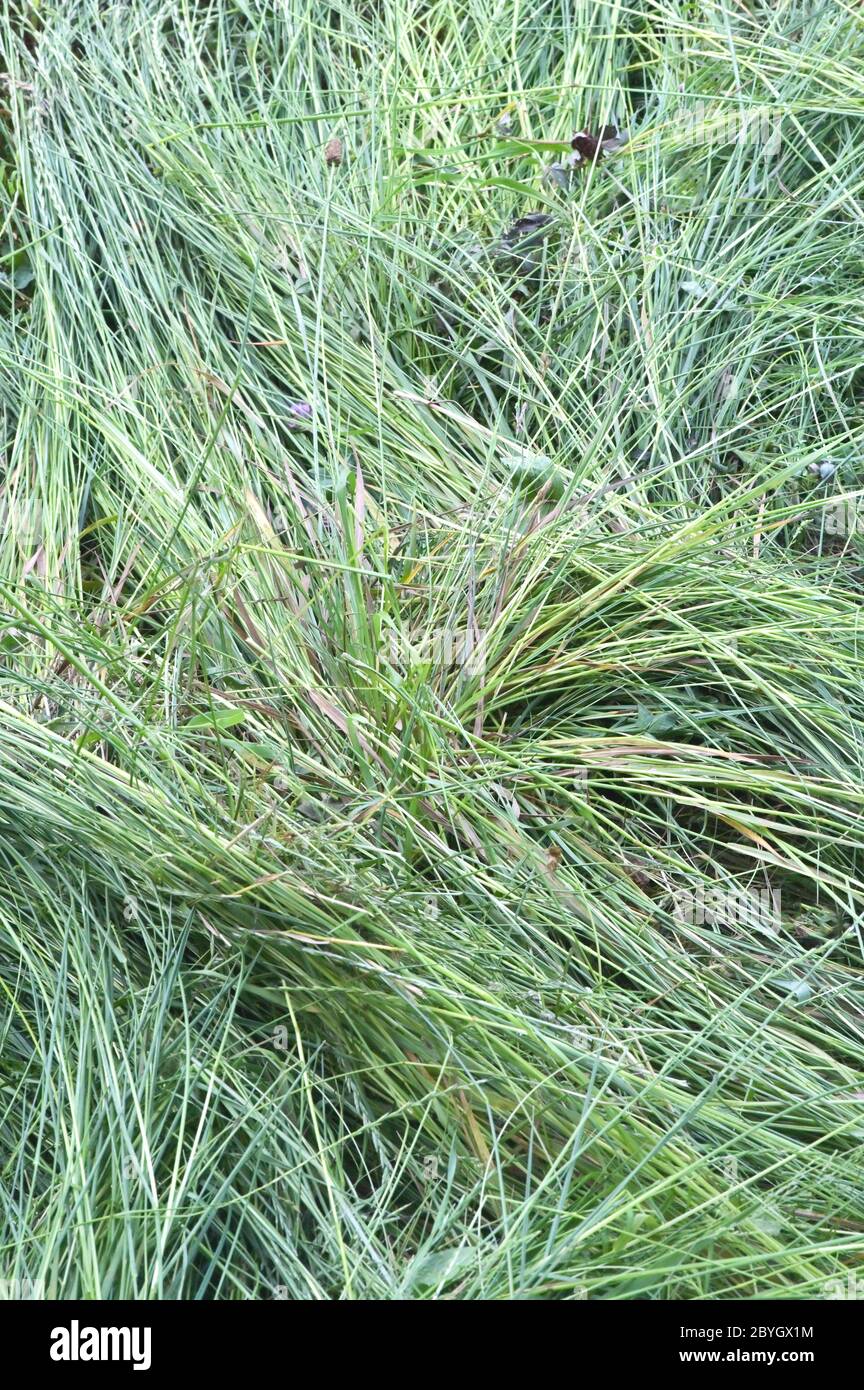 Erba tagliata fresca sfondo su campo estivo Foto Stock