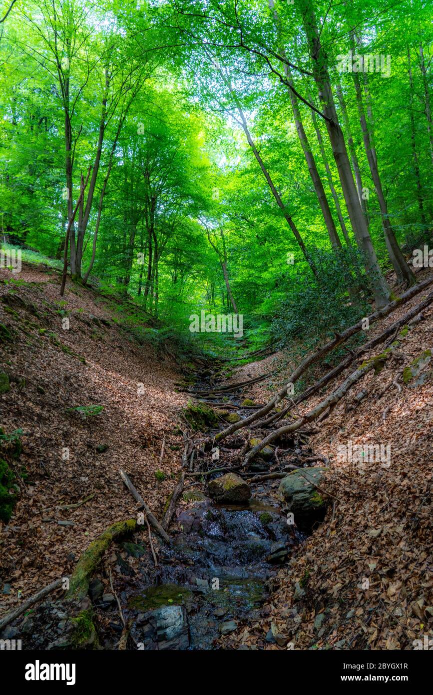 Foresta lungo il fiume Wupper, vicino a Solingen, Bergisches Land, NRW, Germania Foto Stock