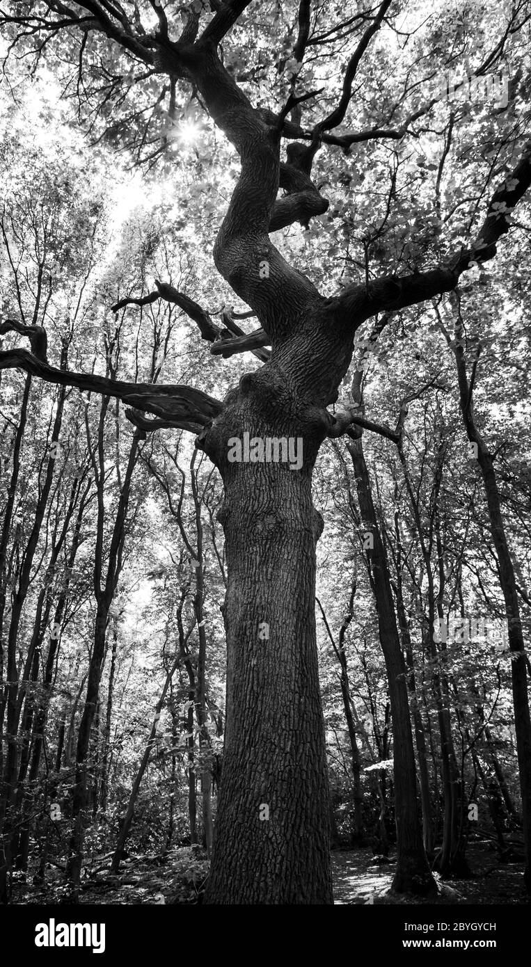 Antico albero in un bosco inglese in bianco e nero Foto Stock