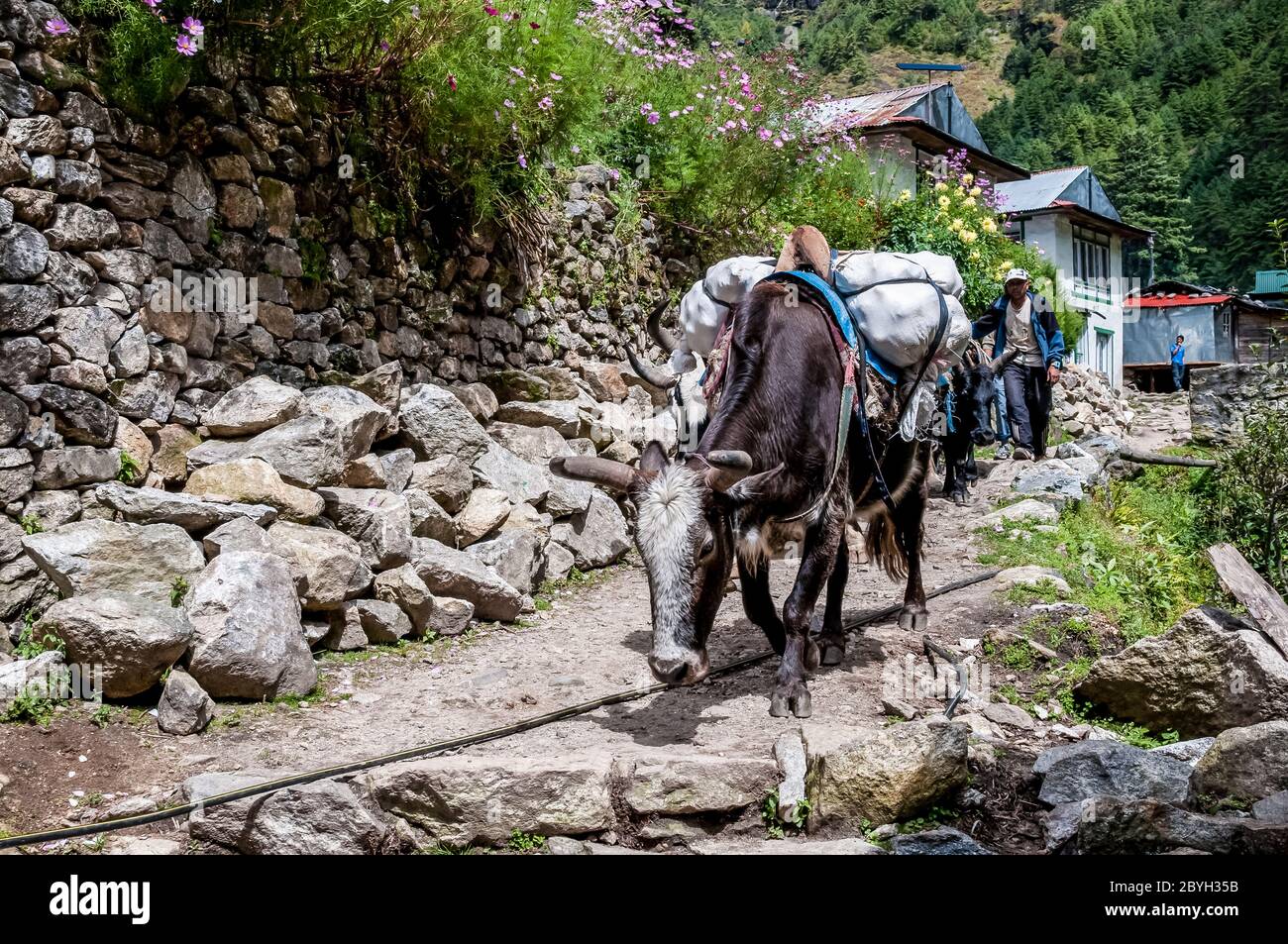 Nepal. Trekking di picco dell'isola. Il treno Yak, carico di carichi pesanti, con i loro gestori, si fa strada lungo il sentiero da Phakding alla città commerciale di Namche Bazaar Foto Stock