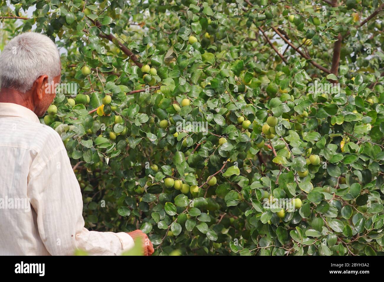 Marzo 6, 2020. Un coltivatore asiatico anziano che controlla le frutte mature di jujibe in India, Rajasthan Foto Stock