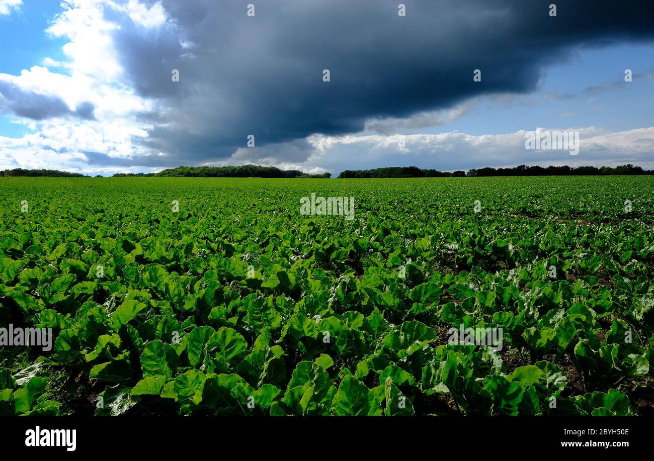 La barbabietola da zucchero campo, North Norfolk, Inghilterra Foto Stock