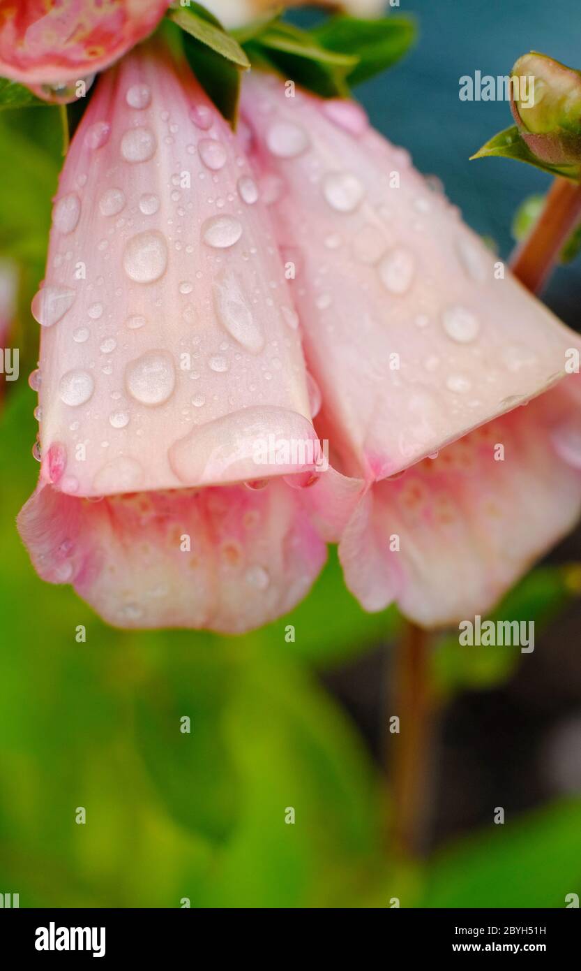 fiori di guanto rosa, purea digitale, pesca dalmata nel giardino inglese, norfolk, inghilterra Foto Stock