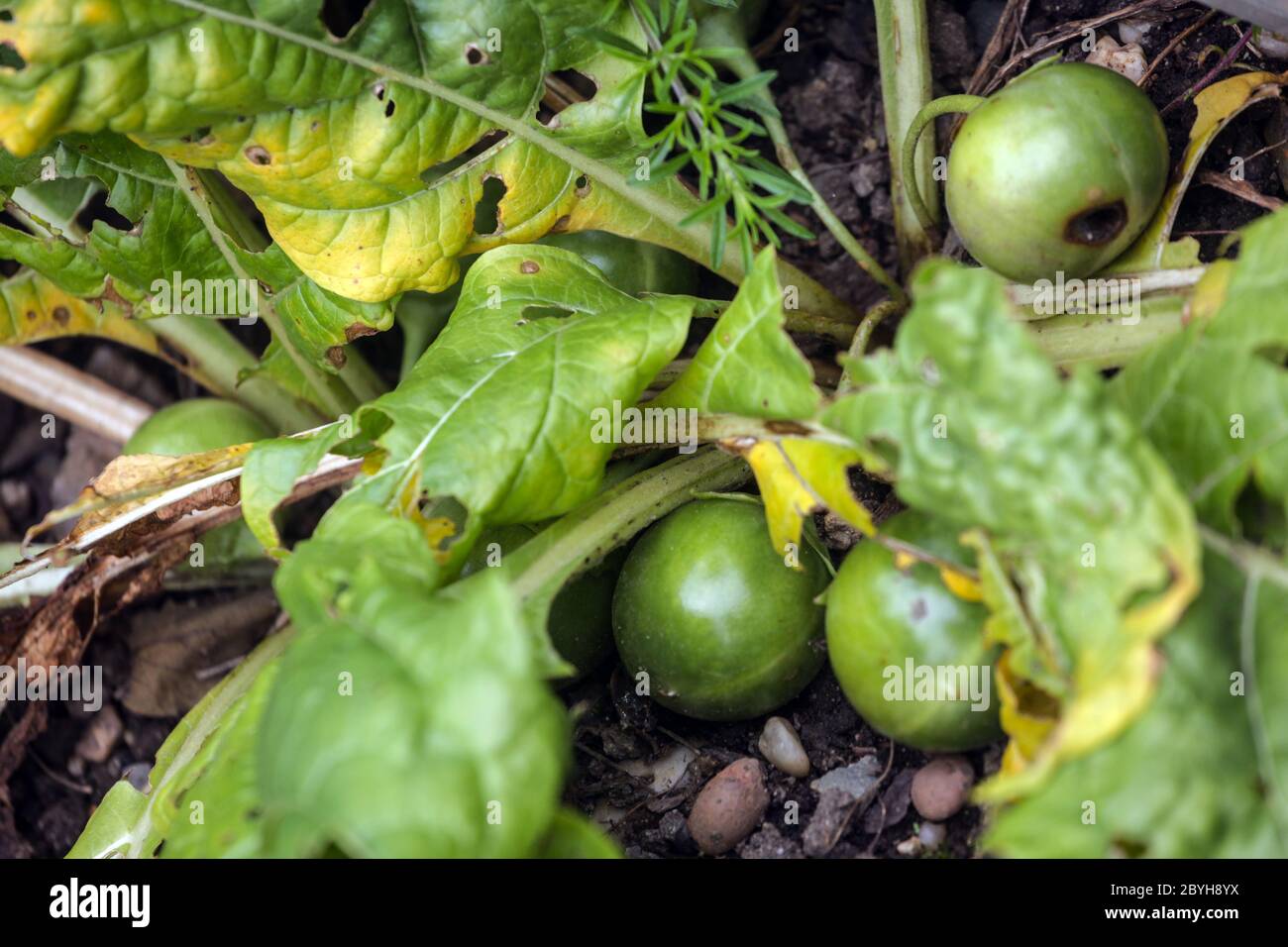 Mandragora officinarum mandraga, piante di fiocco e semi di fecondazione Foto Stock