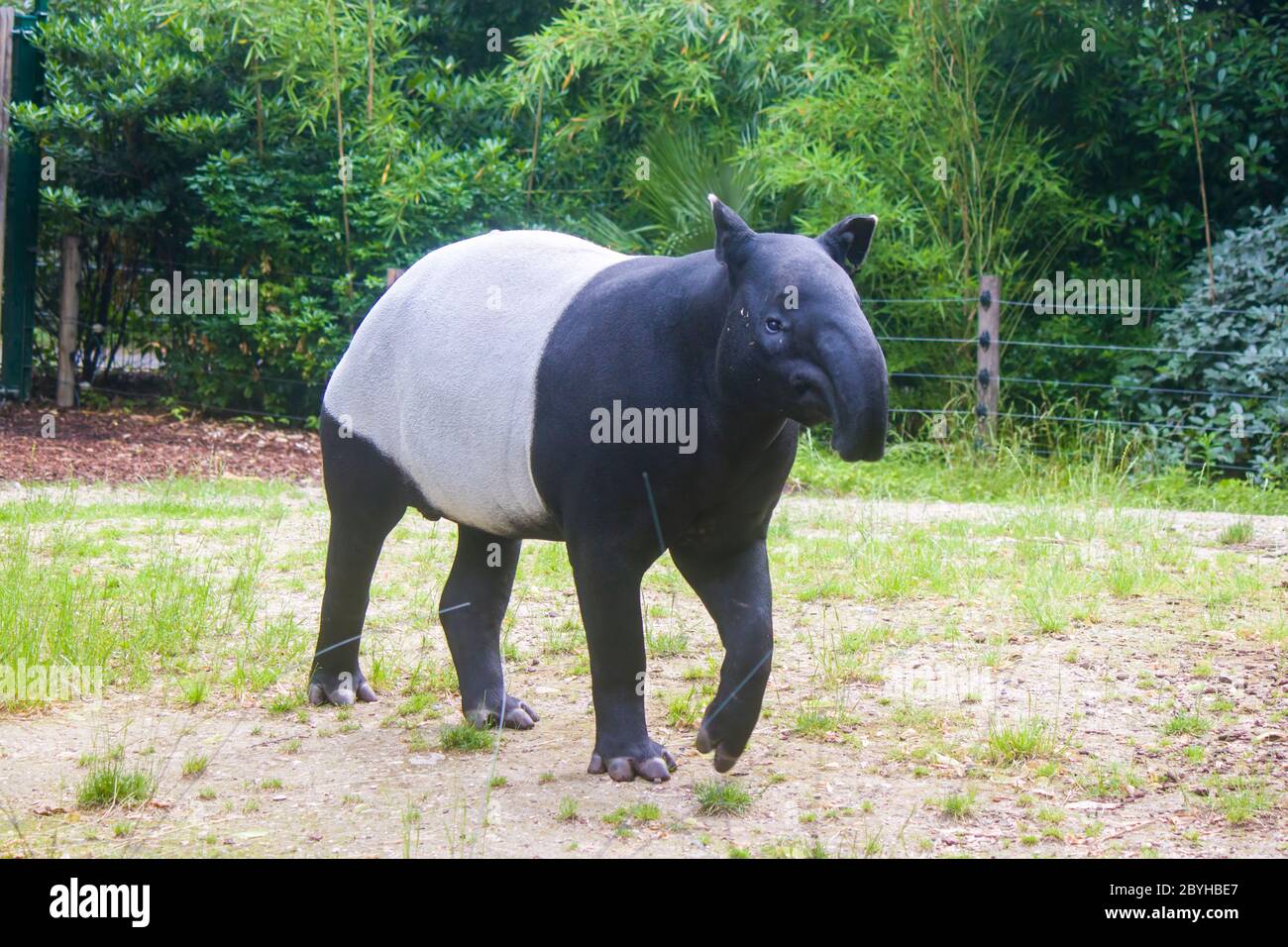 Un tapiro malese sta mangiando erba. È la più grande delle cinque specie di tapiro e l'unica originaria dell'Asia. Foto Stock