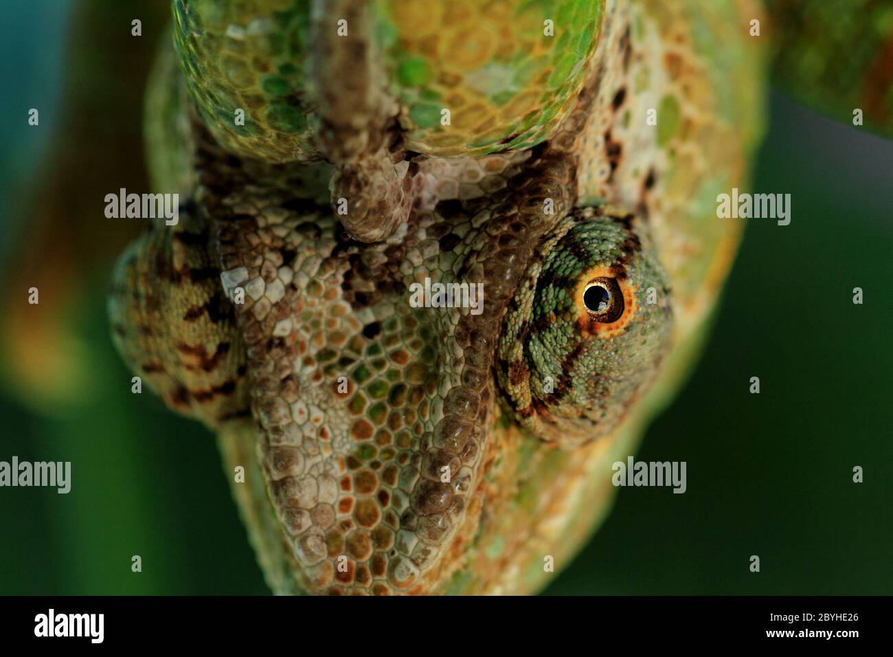 Chameleon sulla foglia (Chamaeleo calyptratus) Foto Stock