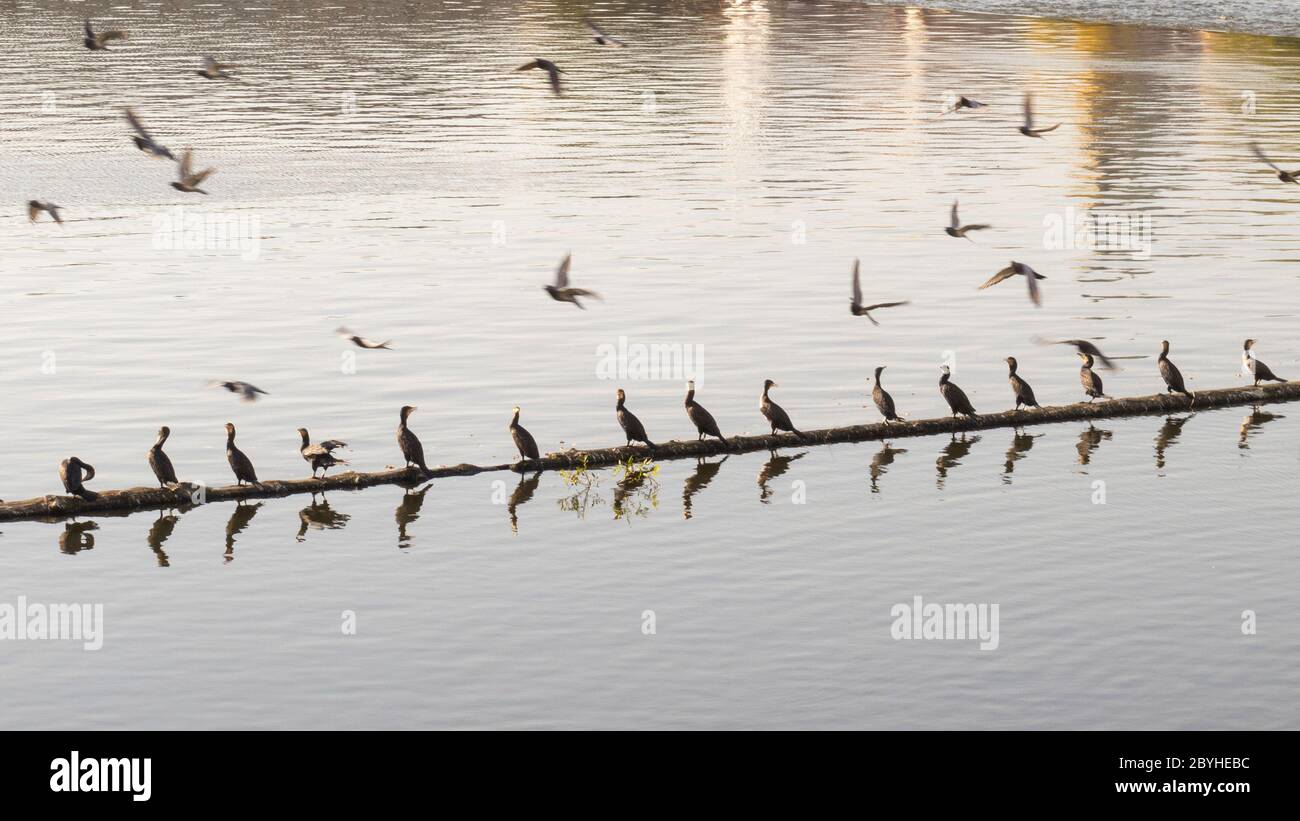 Cormorani tutti in una fila di prima sera sul fiume calmo Foto Stock