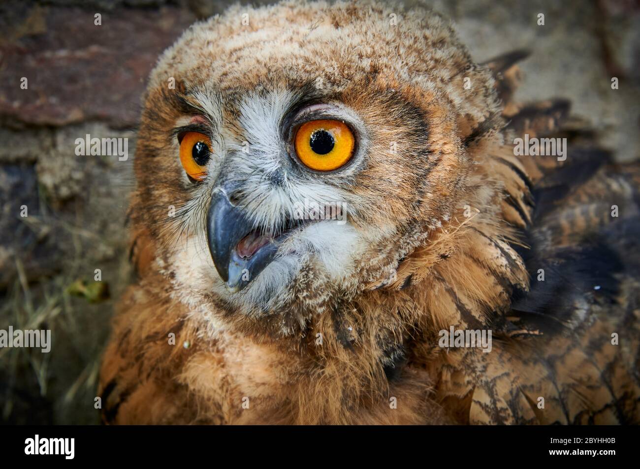 Ritratto di un giovane aquila eurasiatica (Bubo bubo), Heinsberg, Renania settentrionale-Vestfalia, Germania Foto Stock