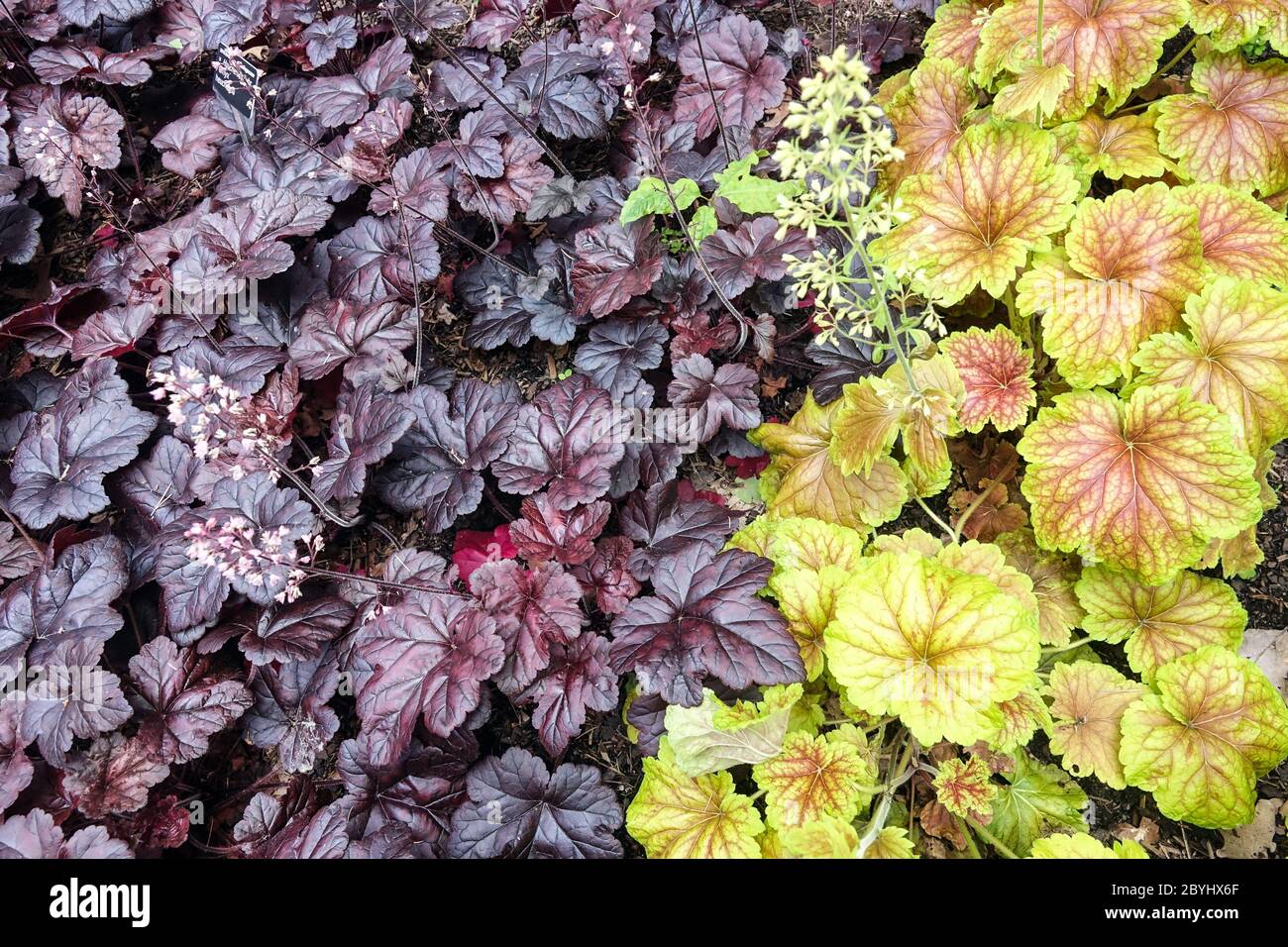 Heucherella 'Onyx' Heuchera 'Delta Dawn' foglie Heuchera foglie Heucheras foglie scure coprono le piante Mixed Dark Bright Contrast Perennials fiorito Giardino Foto Stock