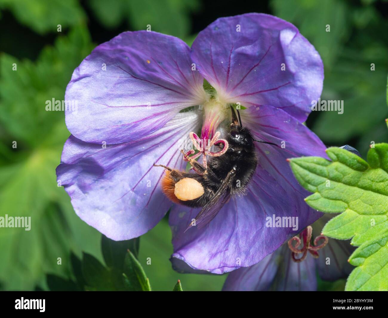 Bombi femmina a coda rossa, Bombus lapidarius, che si nuda al fiore di Geranium 'Azure Rush' in un giardino britannico Foto Stock