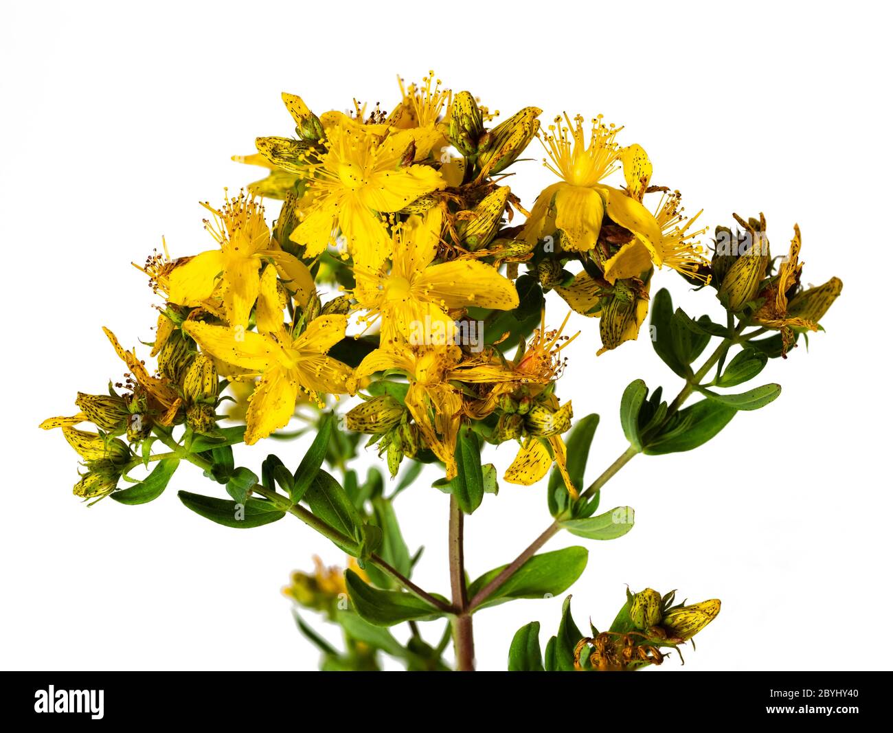 Giallo, fioritura estiva iniziale del Regno Unito fiore selvatico, Hypericum perforatum, perforare l'erba di San Giovanni, un rimedio a base di erbe su uno sfondo bianco Foto Stock