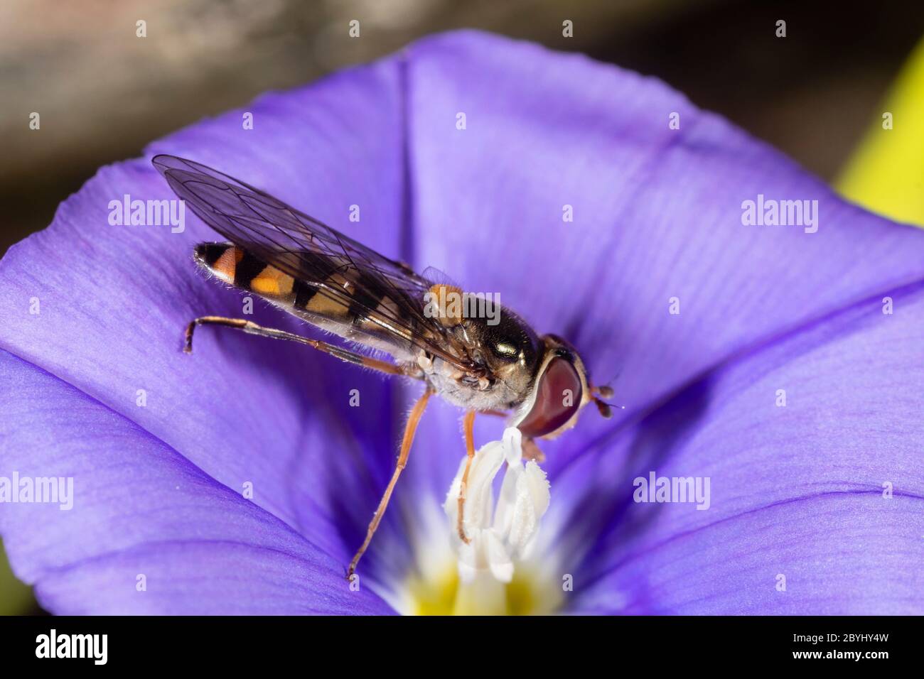 Piccola femmina inglese hoverfly, Meliscaeva auricollis, che si nuda al polline del blu fiorito Convolvulus sabatius in un giardino britannico Foto Stock