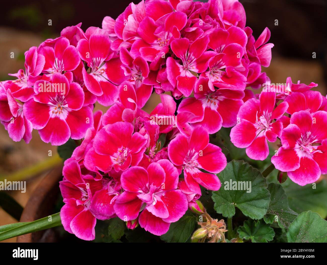 Fiori estivi luminosi della tenera pianta di contenitori estivi, Pelargonium Tango 'Deep Rose with Eye' Foto Stock