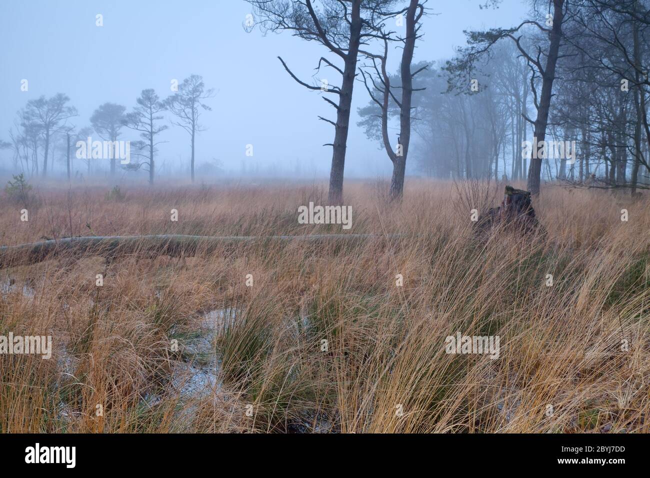 alberi di pino su palude in nebbia Foto Stock