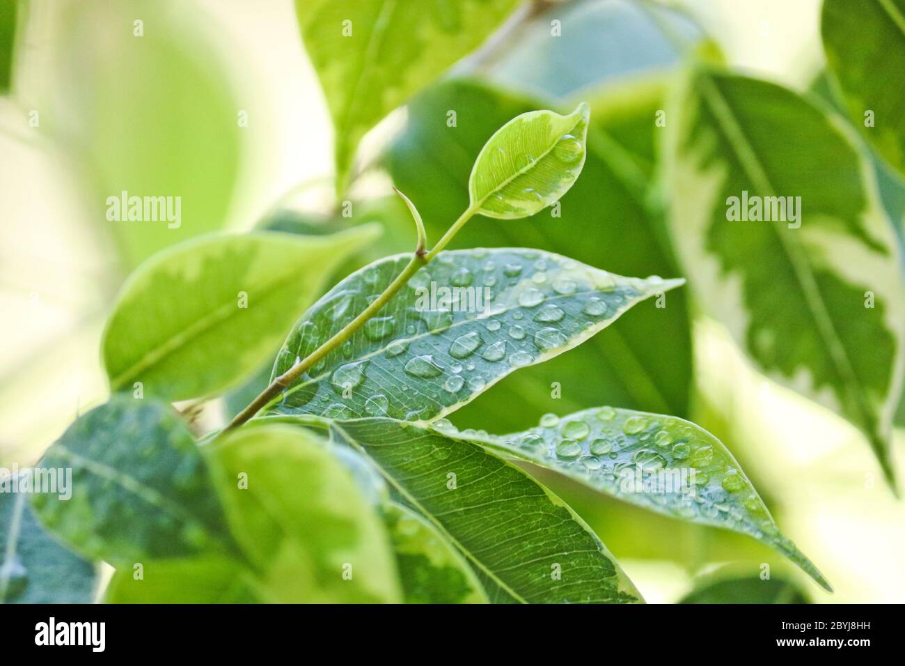 Messa a fuoco selettiva. L'albero di Ficus lascia in grandi gocce d'acqua. Fico piangente, benjamin fig (Ficus benjamina). Primo piano. Sfondo naturale. Foto Stock