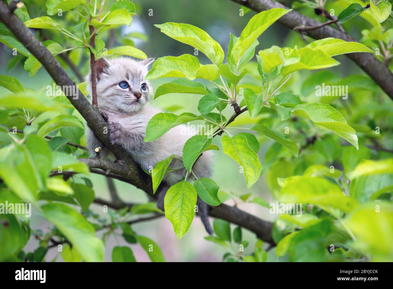 Gatto gattino con ayes blu bloccato su albero verde in giardino. Fotografia di animali domestici Foto Stock