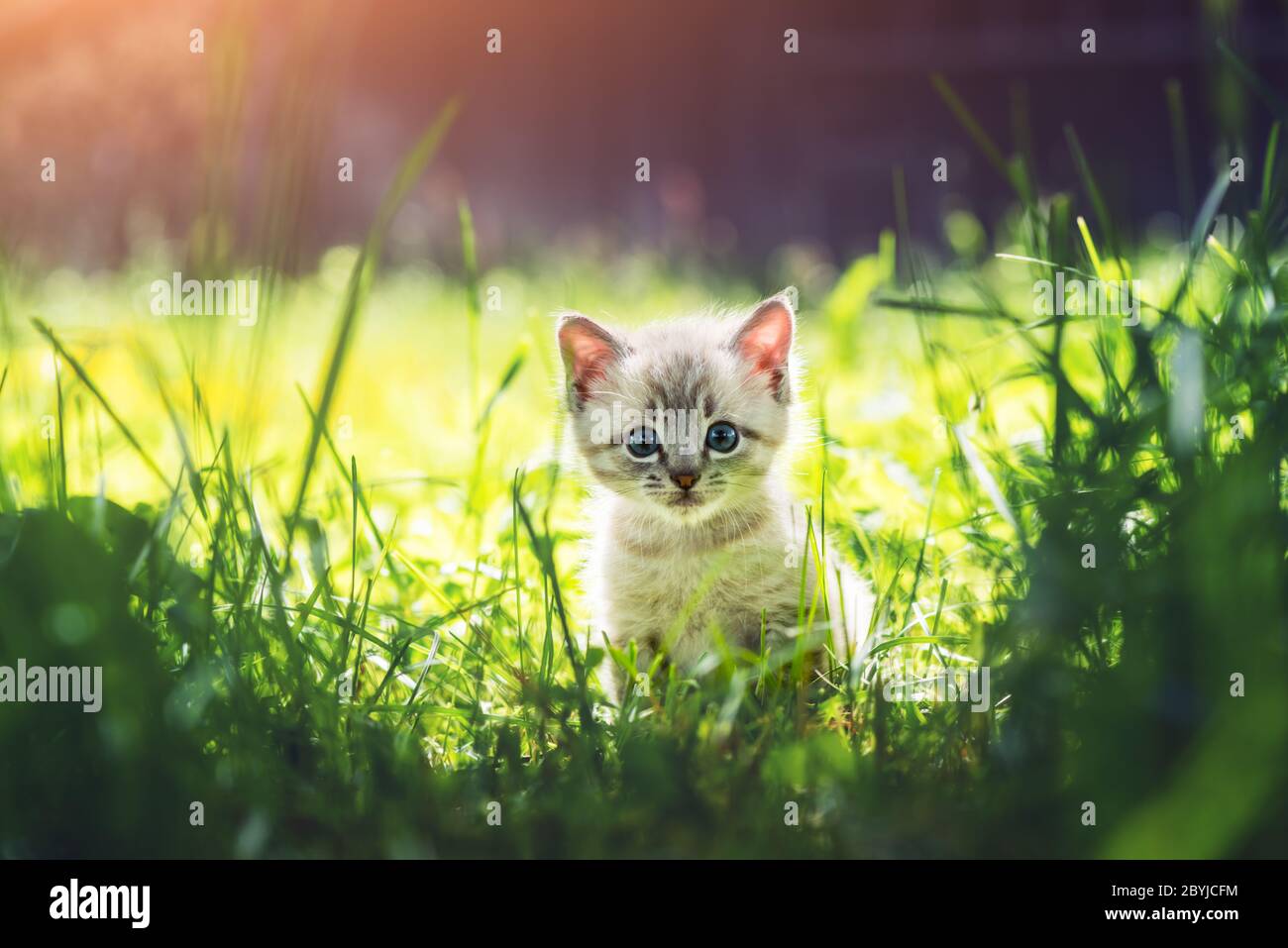 Gatto gattino piccolo con ayes blu in erba verde su giardino primo piano. Fotografia di animali domestici Foto Stock