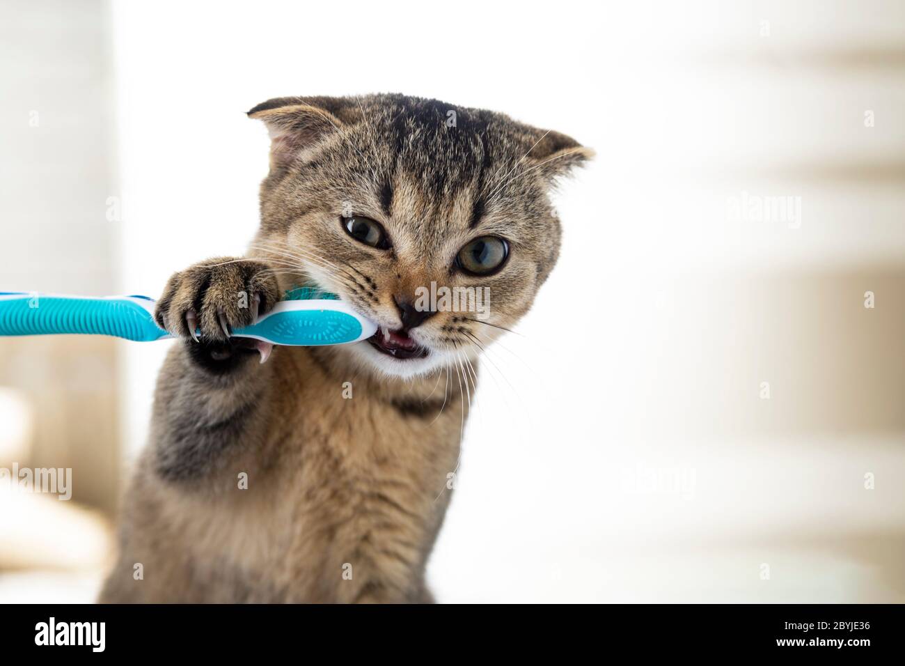 Gattino inglese e uno spazzolino da denti. Il gatto gli sta spazzolando i  denti Foto stock - Alamy