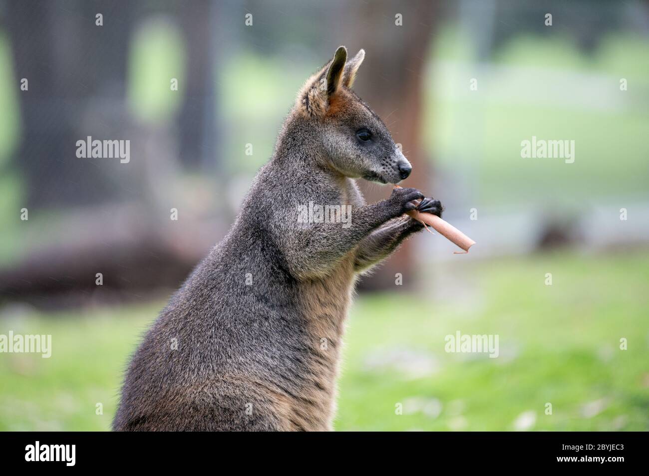 Palude Wallaby (Black Wallaby) mangiare Bark Foto Stock