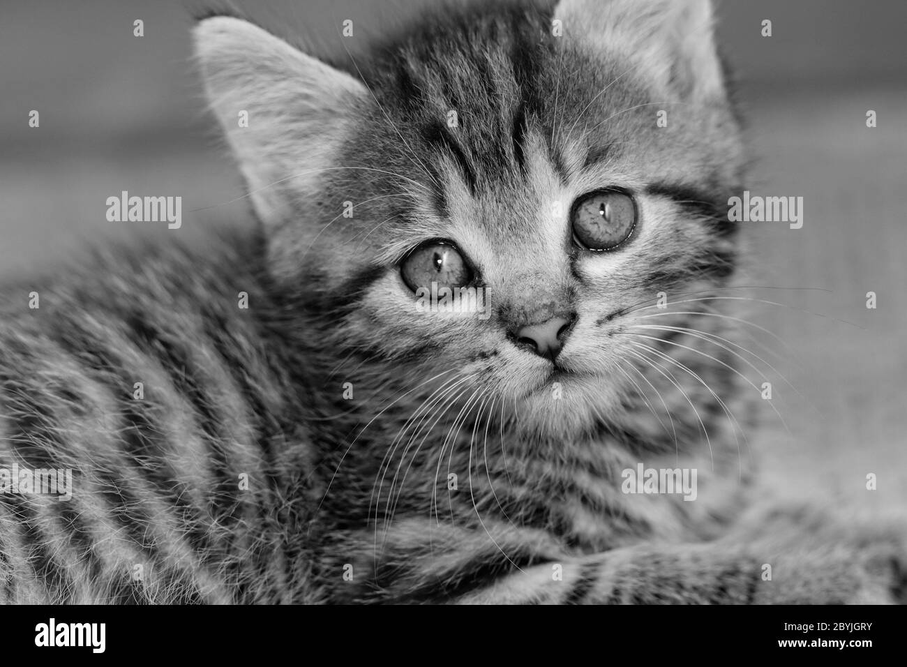 Close-up ritratto di tabby gatto di casa - bianco e nero Foto Stock