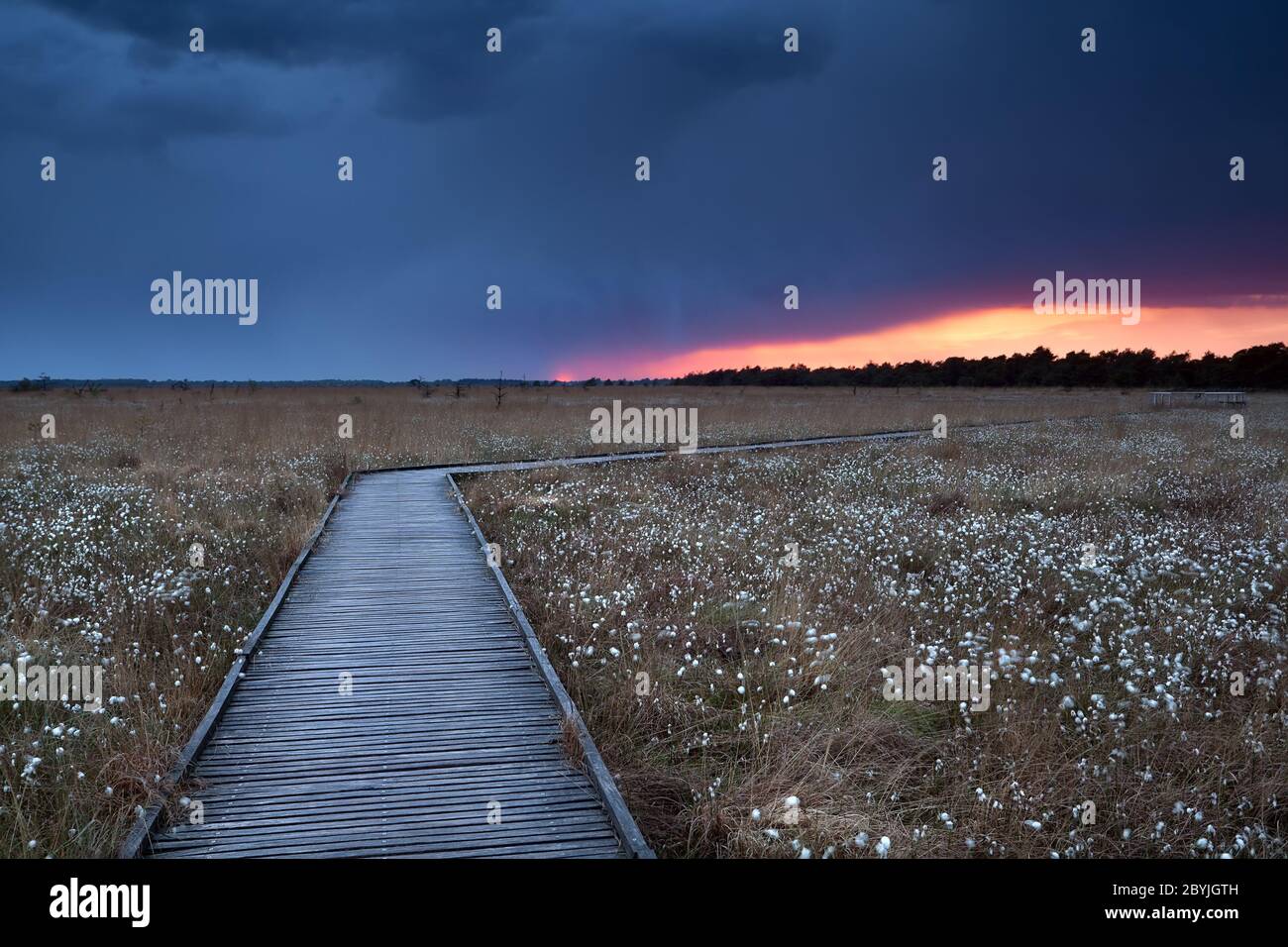 percorso in legno su palude con erba di cotone al tramonto Foto Stock