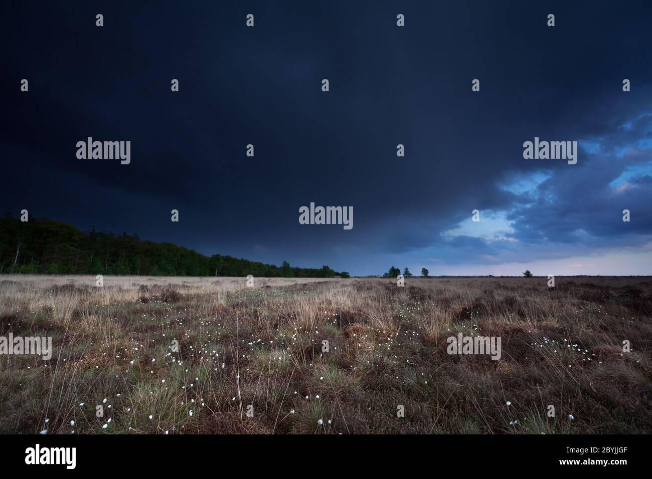 cielo scuro tempestoso su palude con erba di cotone Foto Stock