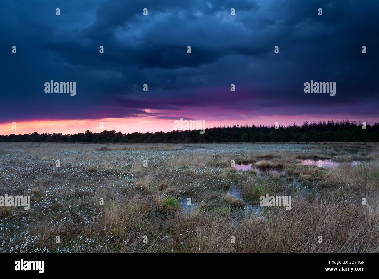 cielo tempestoso al tramonto sulla palude con erba di cotone Foto Stock