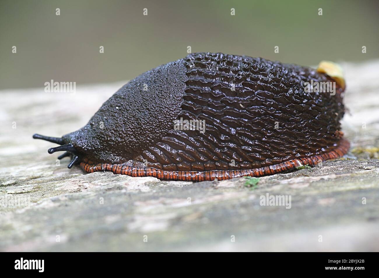 Arion vulgaris (Arion lusitanicus), conosciuto come lo slug spagnolo, un parassita da giardino altamente invasivo e nocivo Foto Stock