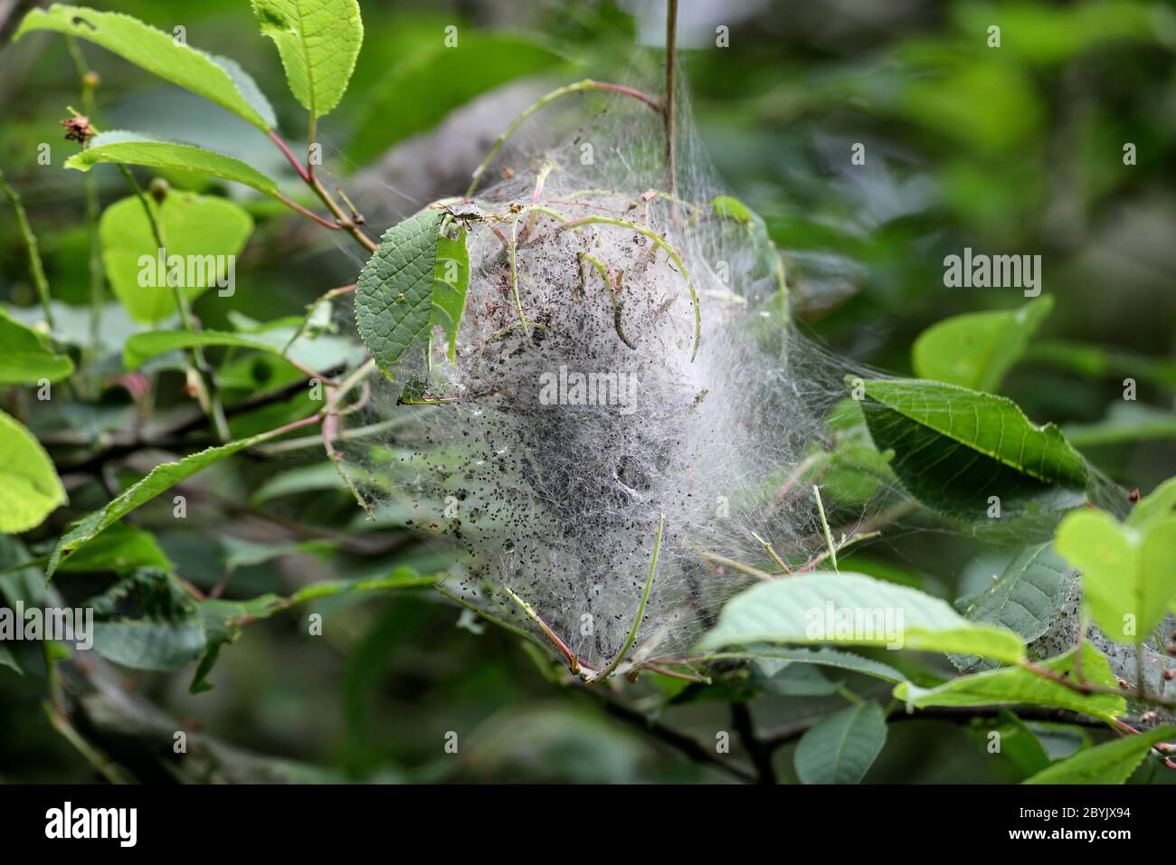 Bird Cherry Tree con il Nido della seta del bruco della Moth Ermine (Yponomeuta evonymodella) Teesdale UK Foto Stock