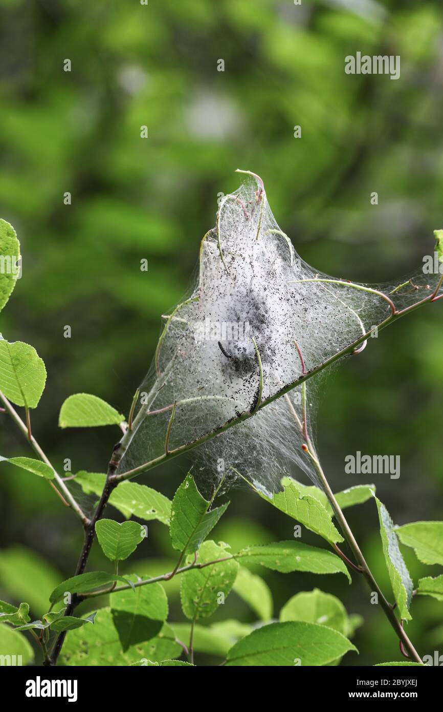 Bird Cherry Tree con il Nido della seta del bruco della Moth Ermine (Yponomeuta evonymodella) Teesdale UK Foto Stock