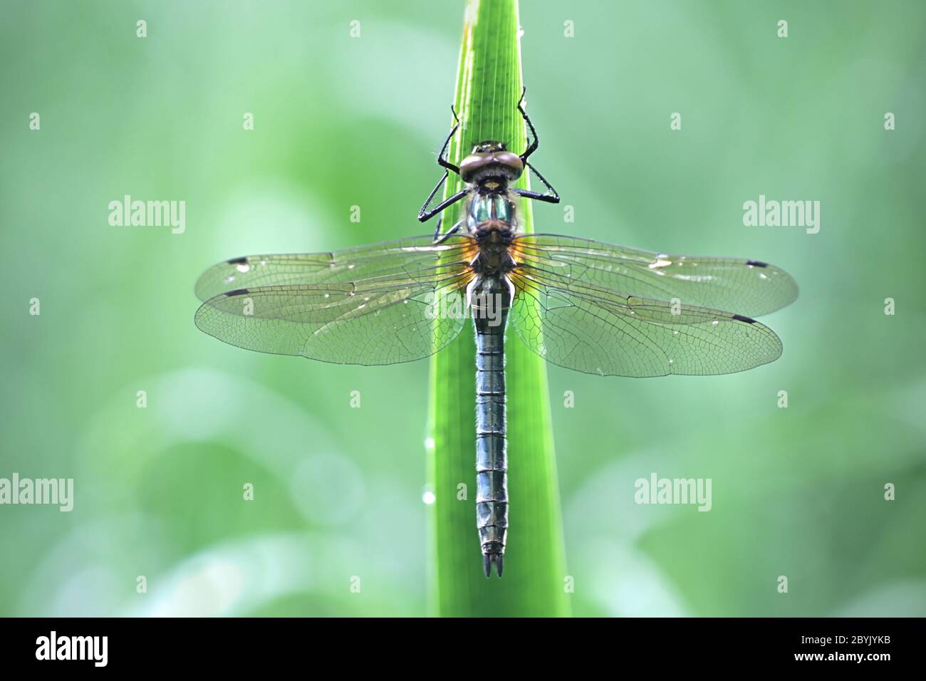 Cordulia aenea, conosciuta come lo smeraldo discendente, una libellula finlandese Foto Stock