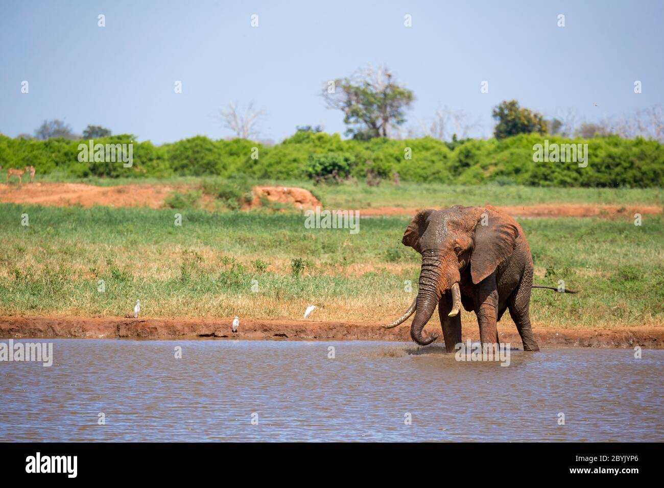 Elefante sul buco d'acqua nella savana del Kenya Foto Stock