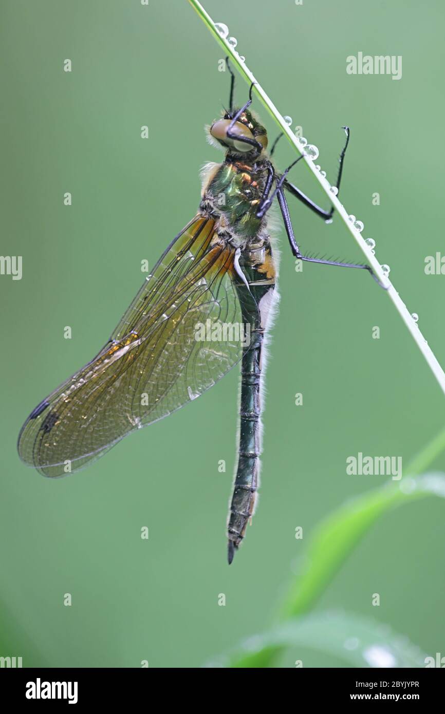 Cordulia aenea, conosciuta come lo smeraldo discendente, una libellula finlandese Foto Stock